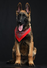 Belgian Shepherd Dog, malinois dog on Isolated Black Background in studio