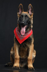 Belgian Shepherd Dog, malinois dog on Isolated Black Background in studio