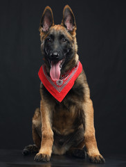 Belgian Shepherd Dog, malinois dog on Isolated Black Background in studio