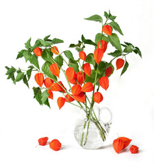 bladder cherries isolated over white background