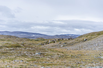 Fototapeta na wymiar Reindeers on mountain laindscape