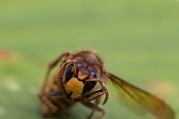 Close up from the head of a hornet (Vespa crabro)