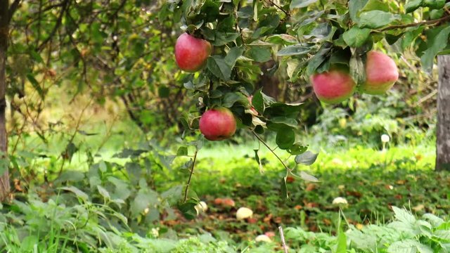 Ripe juicy red apples on a branch. Nature background