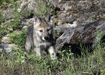 Fototapeta premium Chasing Prey