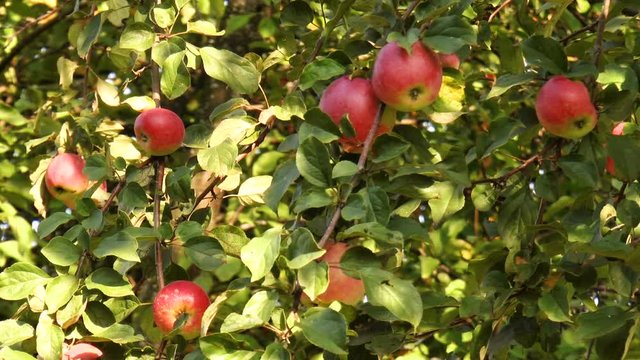 Ripe juicy red apples on a branch. Nature background