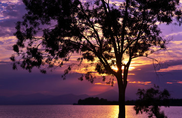 Fototapeta na wymiar purple sunset scenery behind the silhouette tree at Dreams island Eretria Euboea Greece