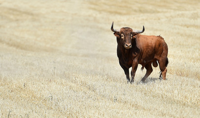 toro 