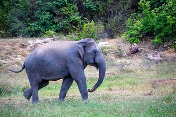 Elephant sauvage du Sri Lanka dans la nature 