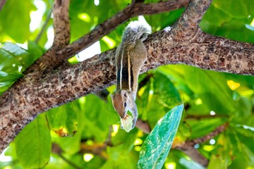 Ecureuil du Sri Lanka dans un arbre mangeant un fruit