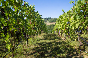Fototapeta na wymiar Rows of vines on tuscan hills of Chianti, Italy