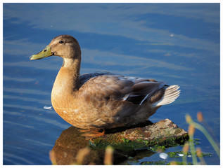 Duck