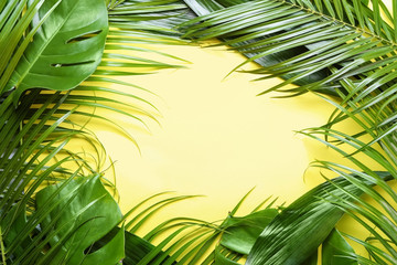 Frame made of tropical leaves on color background