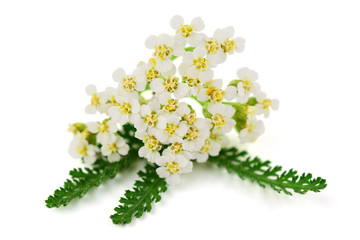 Yarrow (Achillea millefolium) Herbal Plant. Isolated on White Background. © Virtexie