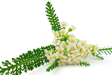 Yarrow (Achillea millefolium) Herbal Plant. Isolated on White Background. © Virtexie