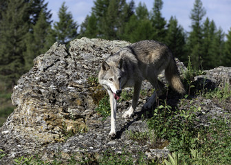 Naklejka na ściany i meble Stalking Gray Wolf