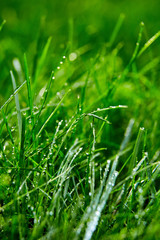 Green grass with water droplets on the leaves. Lawn. Morning freshness