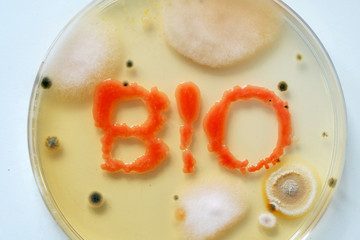 ext BIO in petri dish with colonies of bacteria and fungi