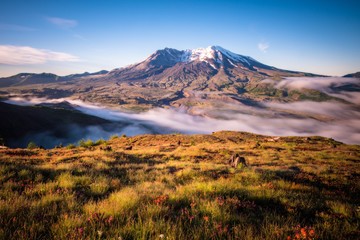 Fog fills the valley during wildflower season at Mount St Helens  - 222304313