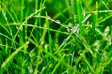 Green grass with water droplets on the leaves. Lawn. Morning freshness