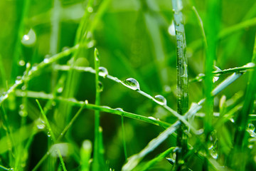 Green grass with water droplets on the leaves. Lawn. Morning freshness