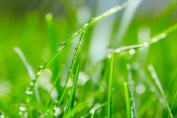 Green grass with water droplets on the leaves. Lawn. Morning freshness