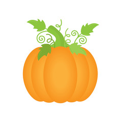 Orange pumpkin with green leaves and curly stems, vector illustration. Autumn halloween or thanksgiving pumpkin, vegetable graphic icon or print, isolated.