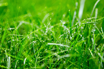 Green grass with water droplets on the leaves. Lawn. Morning freshness