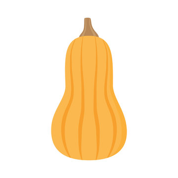 Light orange butternut squash vector illustration. Autumn pumpkin with brown stem, vegetable graphic icon or print, isolated. 