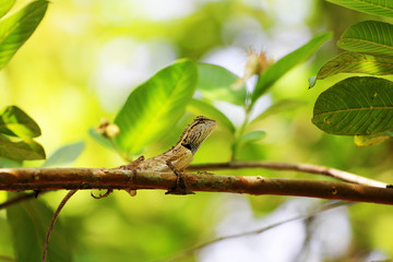 The lizards on tree branches in a garden , Animals in thailand.