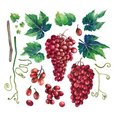 Watercolor bunches of red grapes, green leaves and branches