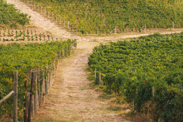 Fototapeta na wymiar Rows of vineyards in the italian countryside