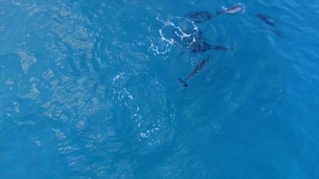 Dolphins swimming in tropical blue turquoise water. Jumping, breathing, spouting