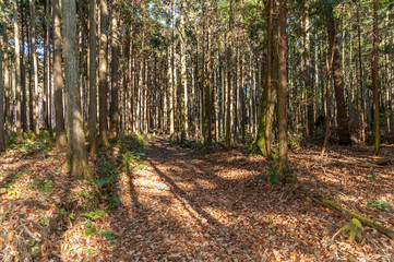 Nature trail in cedar forest in Fuji City, Japan. Sunny winter afternoon with rays of sun through the trees. Dried brown leaves lying on the ground.