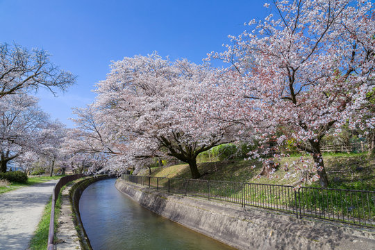 春の山科疏水