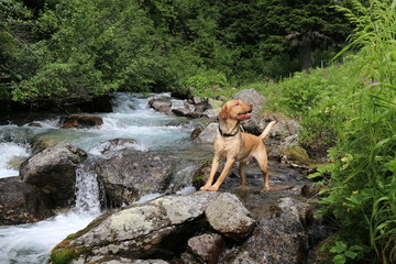 labrador retiver hund weiss bernstein augen