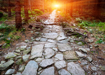stone paved road in forest