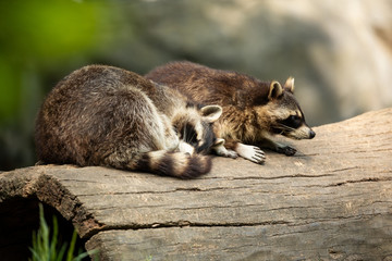 racoons