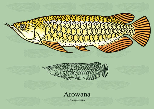 Arowana. Vector illustration with refined details and optimized stroke that allows the image to be used in small sizes (in packaging design, decoration, educational graphics, etc.)