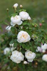 Obraz na płótnie Canvas Closeup of blooming white pinkish roses bush