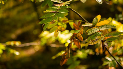 Colorful and braight autumn / green and brown leaves - Bokeh - Text, body, copy space