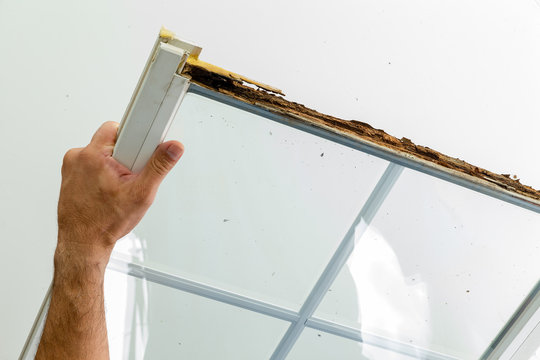Man displaying a window damaged by wet rot