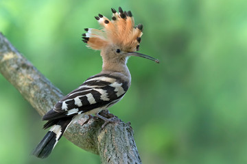 Upupa nel bosco (Upupa epops)