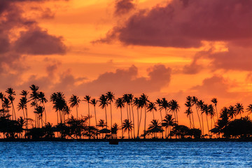 Silhouette of tropical palm trees during a beautiful sunset in the Caribbean in San Juan, Puerto Rico