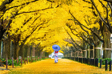 Beautiful girl wearing japanese traditional kimono at row of yellow ginkgo tree in autumn. Autumn...