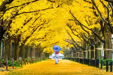 Wall murals Tokyo Beautiful girl wearing japanese traditional kimono at row of yellow ginkgo tree in autumn. Autumn park in Tokyo, Japan.