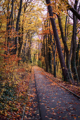 Obraz premium Waldweg im Herbst mit Laub bedeckt