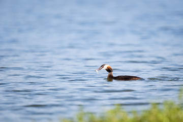 great crested grebe