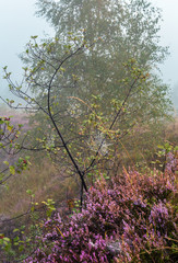 Obraz na płótnie Canvas Misty morning dew on mountain meadow