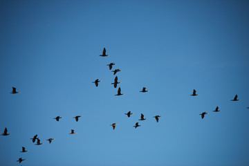 Ducks fly to winter