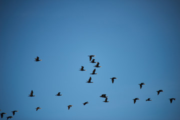 Ducks fly to winter